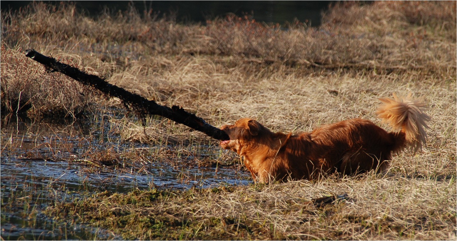 Troja